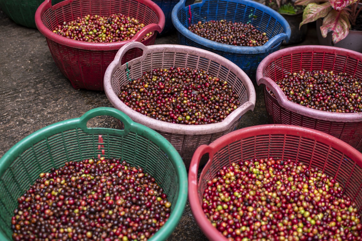 허니 프로세스 — 바리스타가 주목하는 이유