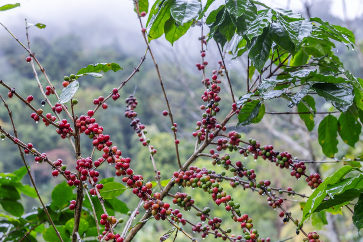 코스타리카 커피가 스페셜티인 이유